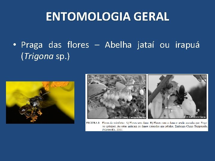 ENTOMOLOGIA GERAL • Praga das flores – Abelha jataí ou irapuá (Trigona sp. ) ENTOMOLOGIA GERAL • Praga das flores – Abelha jataí ou irapuá (Trigona sp. )