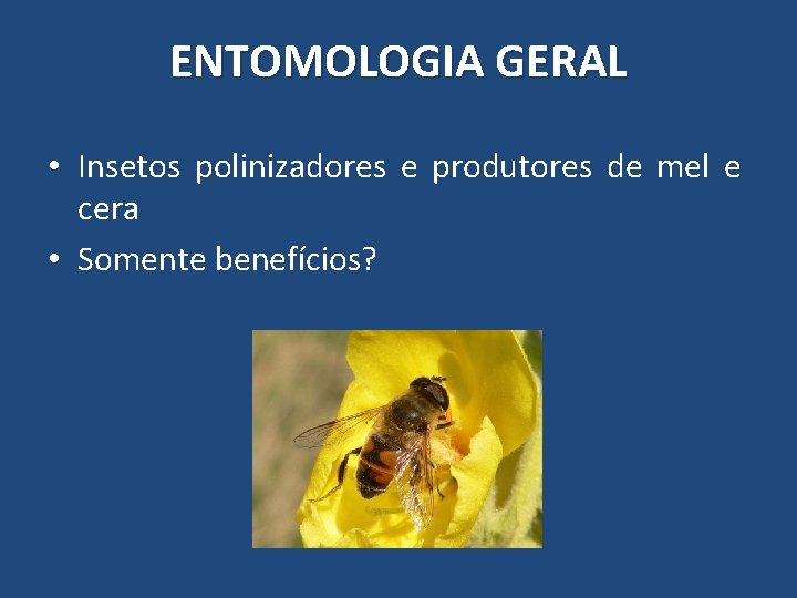 ENTOMOLOGIA GERAL • Insetos polinizadores e produtores de mel e cera • Somente benefícios? ENTOMOLOGIA GERAL • Insetos polinizadores e produtores de mel e cera • Somente benefícios?