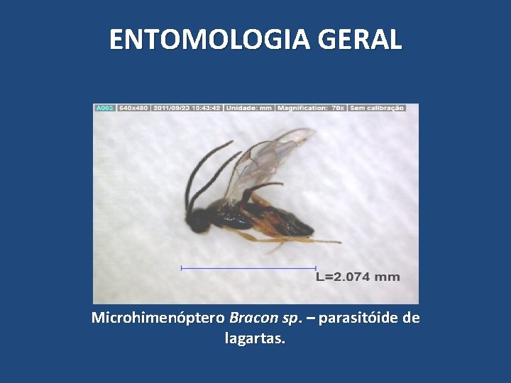 ENTOMOLOGIA GERAL Microhimenóptero Bracon sp. – parasitóide de lagartas. ENTOMOLOGIA GERAL Microhimenóptero Bracon sp. – parasitóide de lagartas.
