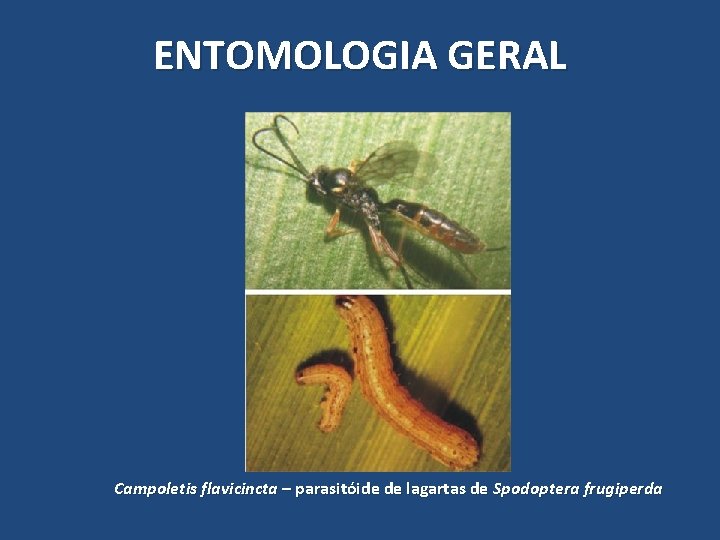ENTOMOLOGIA GERAL Campoletis flavicincta – parasitóide de lagartas de Spodoptera frugiperda ENTOMOLOGIA GERAL Campoletis flavicincta – parasitóide de lagartas de Spodoptera frugiperda