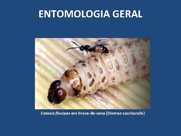 ENTOMOLOGIA GERAL Cotesia flavipes em broca-da-cana (Diatrea saccharalis) ENTOMOLOGIA GERAL Cotesia flavipes em broca-da-cana (Diatrea saccharalis)