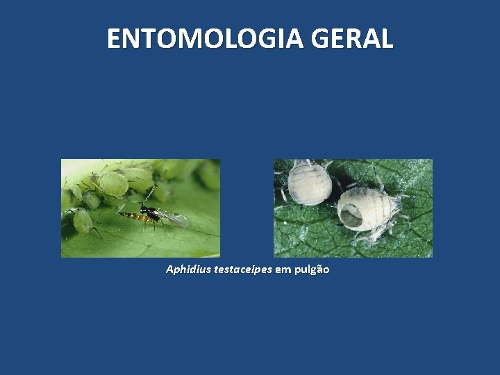 ENTOMOLOGIA GERAL Aphidius testaceipes em pulgão ENTOMOLOGIA GERAL Aphidius testaceipes em pulgão