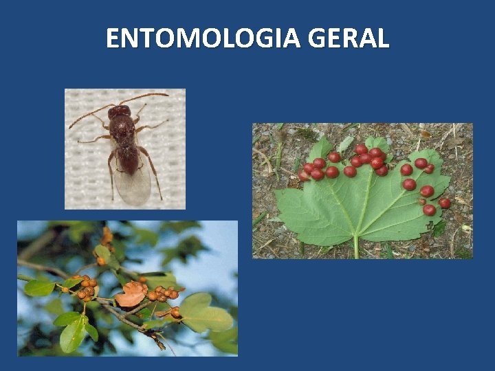 ENTOMOLOGIA GERAL ENTOMOLOGIA GERAL