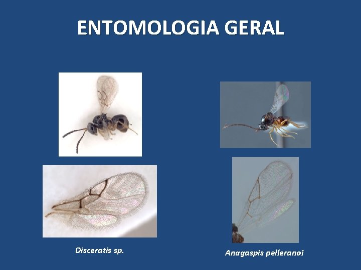 ENTOMOLOGIA GERAL Disceratis sp. Anagaspis pelleranoi ENTOMOLOGIA GERAL Disceratis sp. Anagaspis pelleranoi