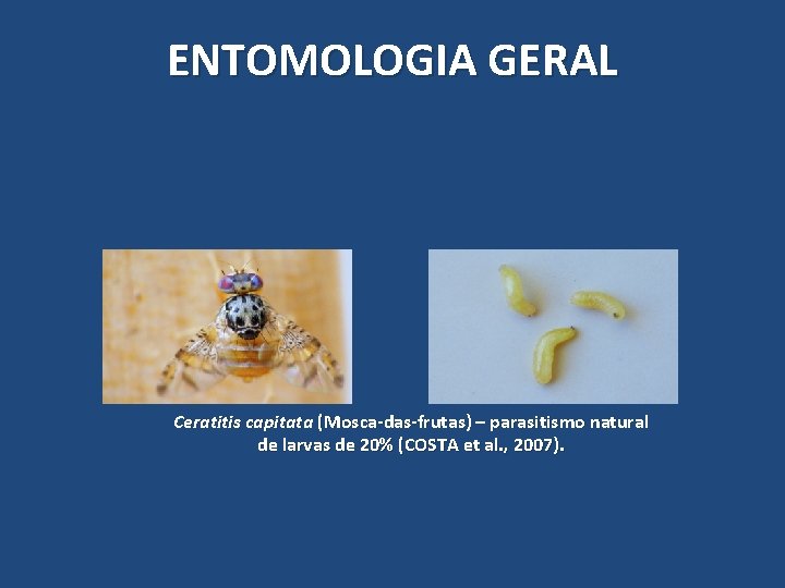 ENTOMOLOGIA GERAL Ceratitis capitata (Mosca-das-frutas) – parasitismo natural de larvas de 20% (COSTA et ENTOMOLOGIA GERAL Ceratitis capitata (Mosca-das-frutas) – parasitismo natural de larvas de 20% (COSTA et