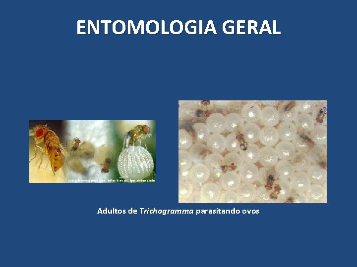 ENTOMOLOGIA GERAL Adultos de Trichogramma parasitando ovos ENTOMOLOGIA GERAL Adultos de Trichogramma parasitando ovos