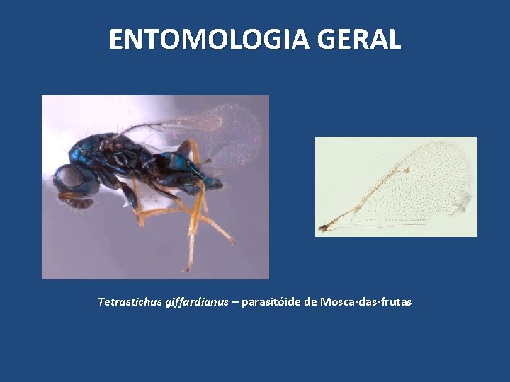 ENTOMOLOGIA GERAL Tetrastichus giffardianus – parasitóide de Mosca-das-frutas ENTOMOLOGIA GERAL Tetrastichus giffardianus – parasitóide de Mosca-das-frutas