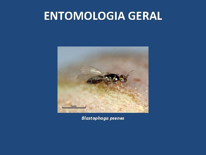 ENTOMOLOGIA GERAL Blastophaga psenes ENTOMOLOGIA GERAL Blastophaga psenes