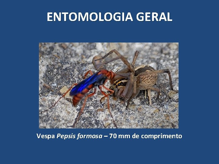 ENTOMOLOGIA GERAL Vespa Pepsis formosa – 70 mm de comprimento ENTOMOLOGIA GERAL Vespa Pepsis formosa – 70 mm de comprimento