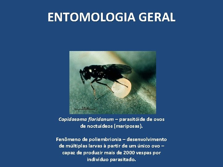 ENTOMOLOGIA GERAL Copidosoma floridanum – parasitóide de ovos de noctuídeos (mariposas). Fenômeno de poliembrionia ENTOMOLOGIA GERAL Copidosoma floridanum – parasitóide de ovos de noctuídeos (mariposas). Fenômeno de poliembrionia