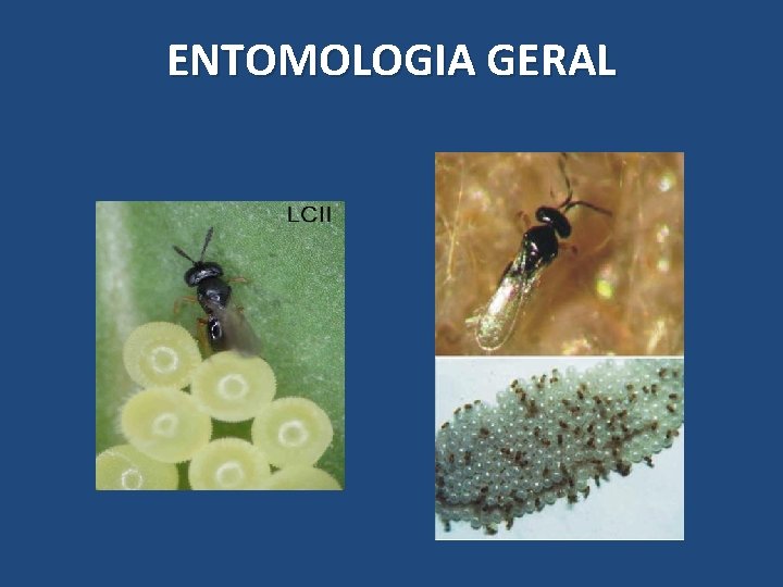 ENTOMOLOGIA GERAL ENTOMOLOGIA GERAL