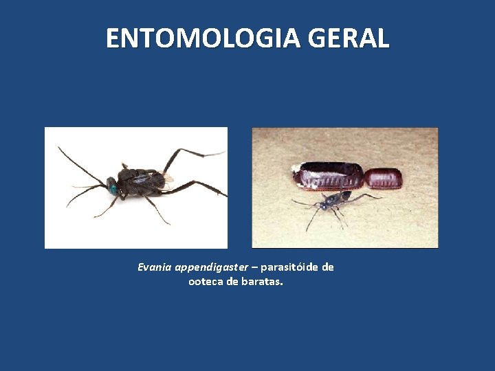 ENTOMOLOGIA GERAL Evania appendigaster – parasitóide de ooteca de baratas. ENTOMOLOGIA GERAL Evania appendigaster – parasitóide de ooteca de baratas.