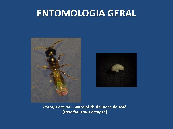 ENTOMOLOGIA GERAL Prorops nasuta – parasitóide de Broca-do-café (Hipothenemus hampeii) ENTOMOLOGIA GERAL Prorops nasuta – parasitóide de Broca-do-café (Hipothenemus hampeii)