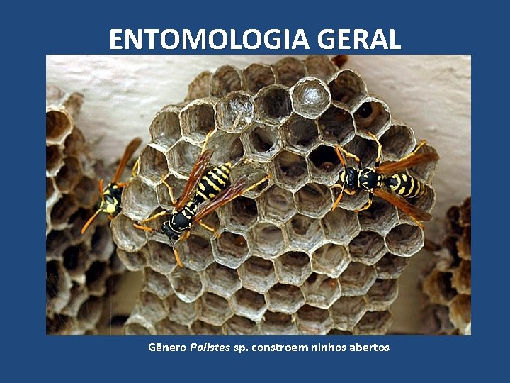 ENTOMOLOGIA GERAL Gênero Polistes sp. constroem ninhos abertos ENTOMOLOGIA GERAL Gênero Polistes sp. constroem ninhos abertos