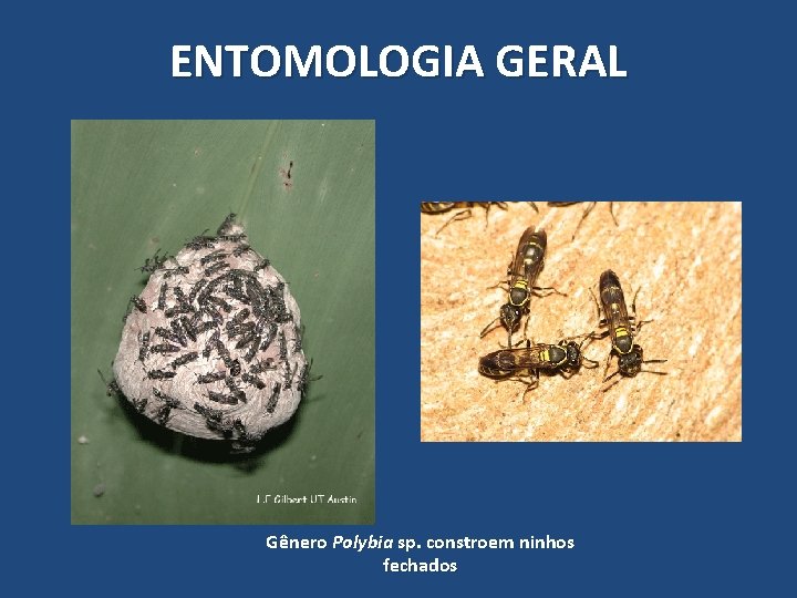 ENTOMOLOGIA GERAL Gênero Polybia sp. constroem ninhos fechados ENTOMOLOGIA GERAL Gênero Polybia sp. constroem ninhos fechados