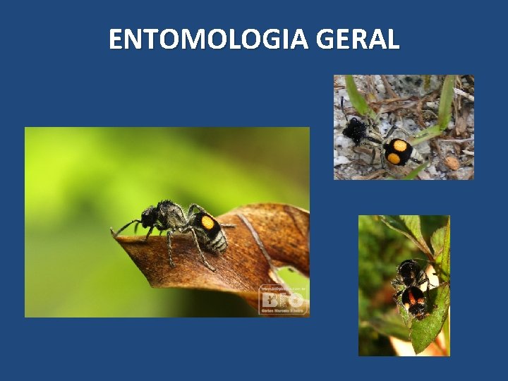 ENTOMOLOGIA GERAL ENTOMOLOGIA GERAL