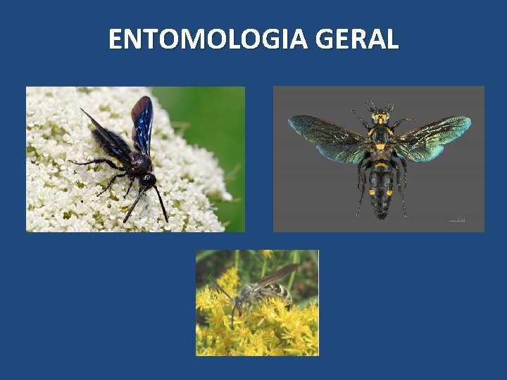 ENTOMOLOGIA GERAL ENTOMOLOGIA GERAL