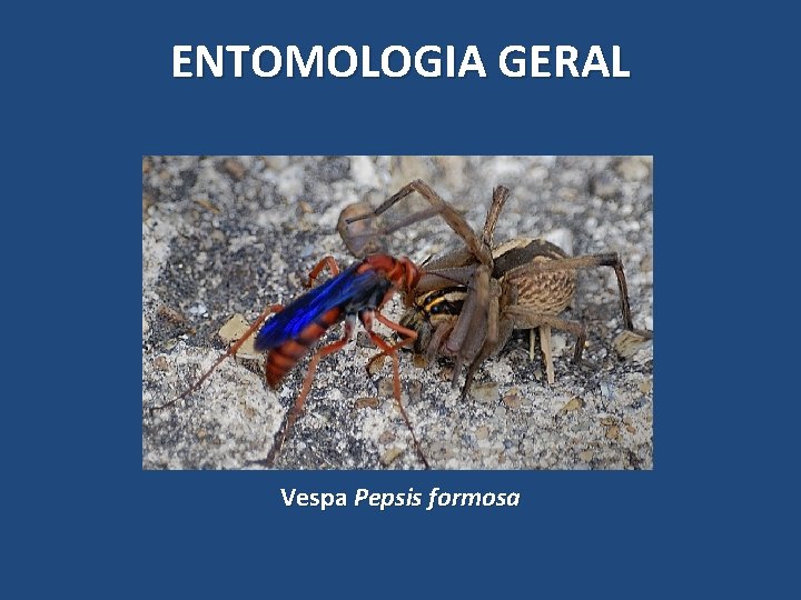 ENTOMOLOGIA GERAL Vespa Pepsis formosa ENTOMOLOGIA GERAL Vespa Pepsis formosa