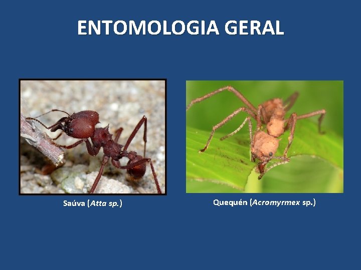ENTOMOLOGIA GERAL Saúva (Atta sp. ) Quequén (Acromyrmex sp. ) ENTOMOLOGIA GERAL Saúva (Atta sp. ) Quequén (Acromyrmex sp. )