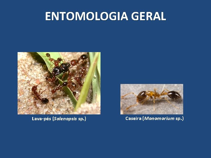 ENTOMOLOGIA GERAL Lava-pés (Solenopsis sp. ) Caseira (Monomorium sp. ) ENTOMOLOGIA GERAL Lava-pés (Solenopsis sp. ) Caseira (Monomorium sp. )