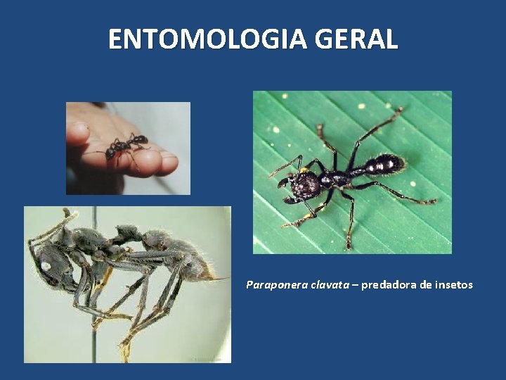 ENTOMOLOGIA GERAL Paraponera clavata – predadora de insetos ENTOMOLOGIA GERAL Paraponera clavata – predadora de insetos