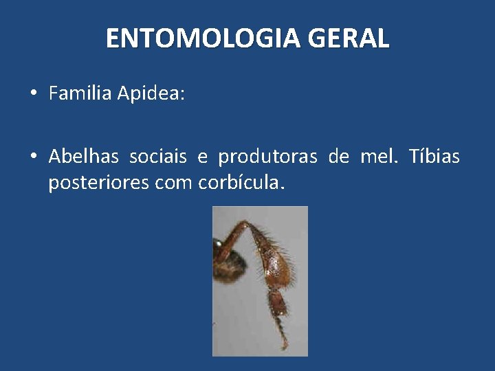 ENTOMOLOGIA GERAL • Familia Apidea: • Abelhas sociais e produtoras de mel. Tíbias posteriores ENTOMOLOGIA GERAL • Familia Apidea: • Abelhas sociais e produtoras de mel. Tíbias posteriores