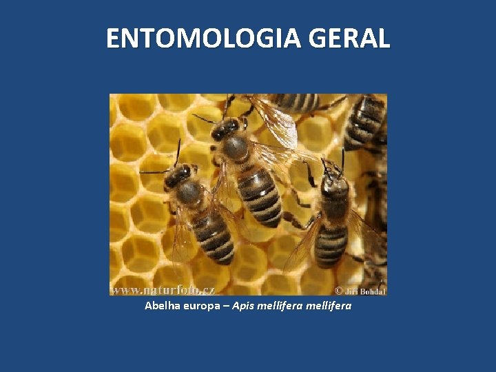 ENTOMOLOGIA GERAL Abelha europa – Apis mellifera ENTOMOLOGIA GERAL Abelha europa – Apis mellifera