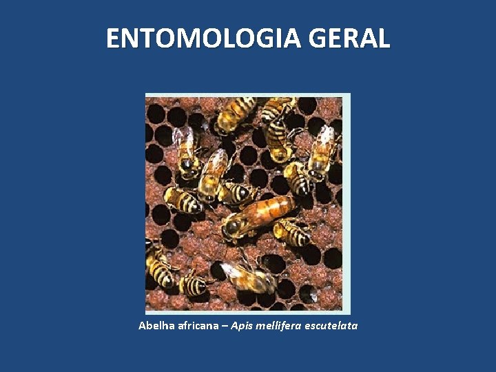 ENTOMOLOGIA GERAL Abelha africana – Apis mellifera escutelata ENTOMOLOGIA GERAL Abelha africana – Apis mellifera escutelata