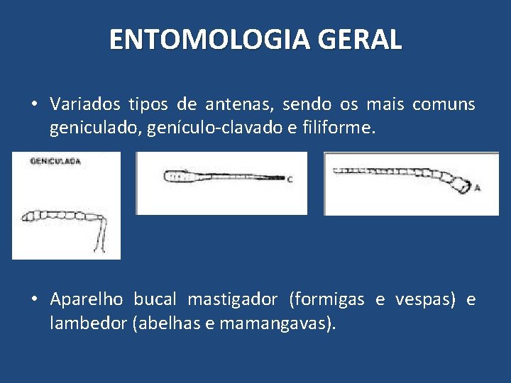 ENTOMOLOGIA GERAL • Variados tipos de antenas, sendo os mais comuns geniculado, genículo-clavado e ENTOMOLOGIA GERAL • Variados tipos de antenas, sendo os mais comuns geniculado, genículo-clavado e
