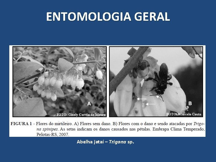 ENTOMOLOGIA GERAL Abelha jataí – Trigona sp. ENTOMOLOGIA GERAL Abelha jataí – Trigona sp.