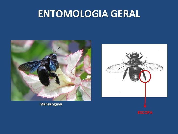 ENTOMOLOGIA GERAL Mamangava ESCOPA ENTOMOLOGIA GERAL Mamangava ESCOPA
