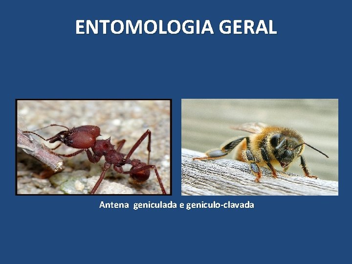ENTOMOLOGIA GERAL Antena geniculada e geniculo-clavada ENTOMOLOGIA GERAL Antena geniculada e geniculo-clavada