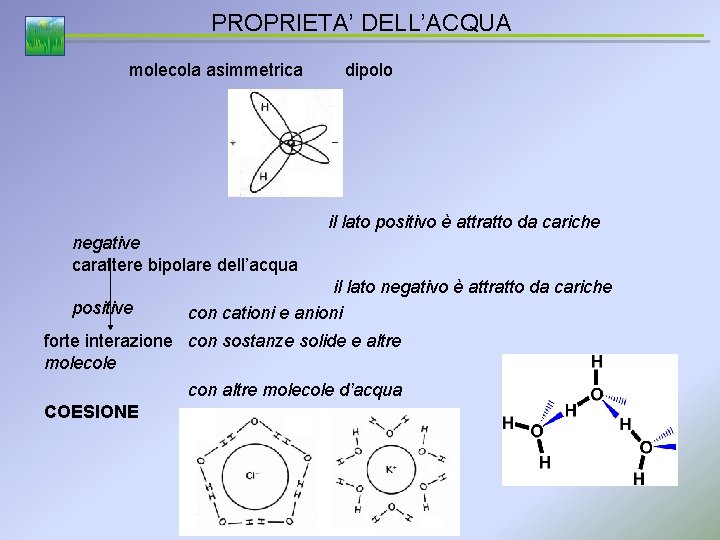 PROPRIETA’ DELL’ACQUA molecola asimmetrica dipolo il lato positivo è attratto da cariche negative carattere
