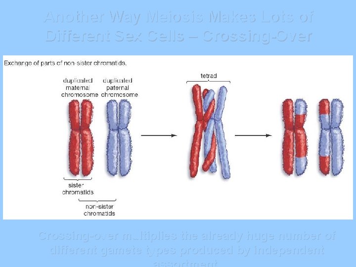 Another Way Meiosis Makes Lots of Different Sex Cells – Crossing-Over Crossing-over multiplies the