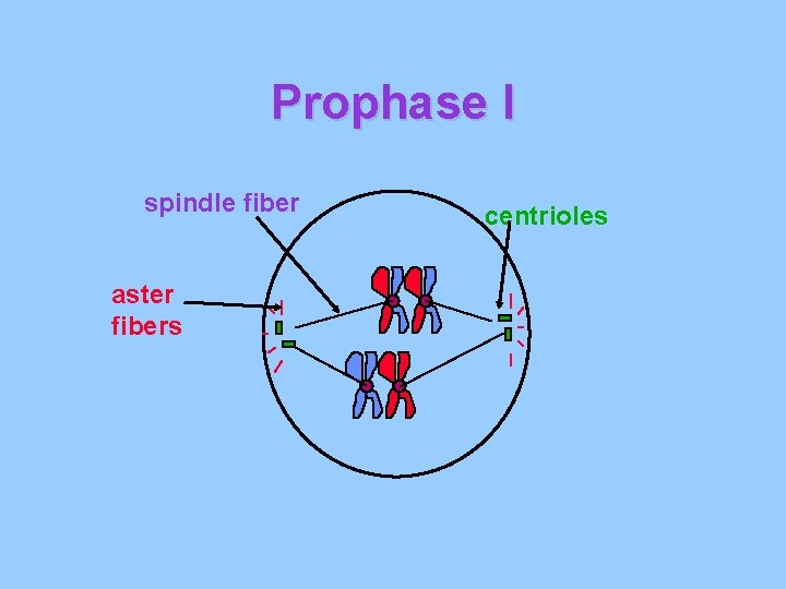 Prophase I spindle fiber aster fibers centrioles 