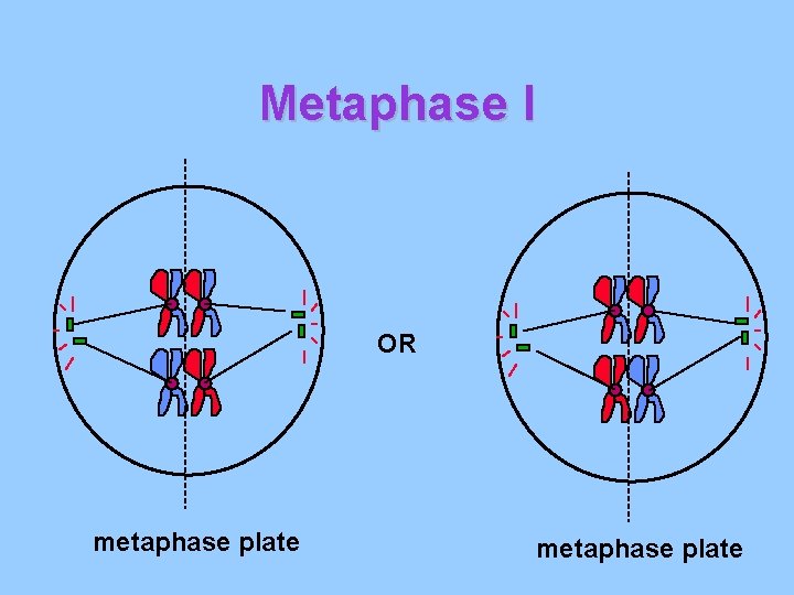 Metaphase I OR metaphase plate 