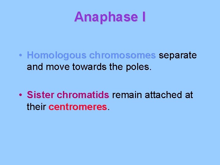Anaphase I • Homologous chromosomes separate and move towards the poles. • Sister chromatids