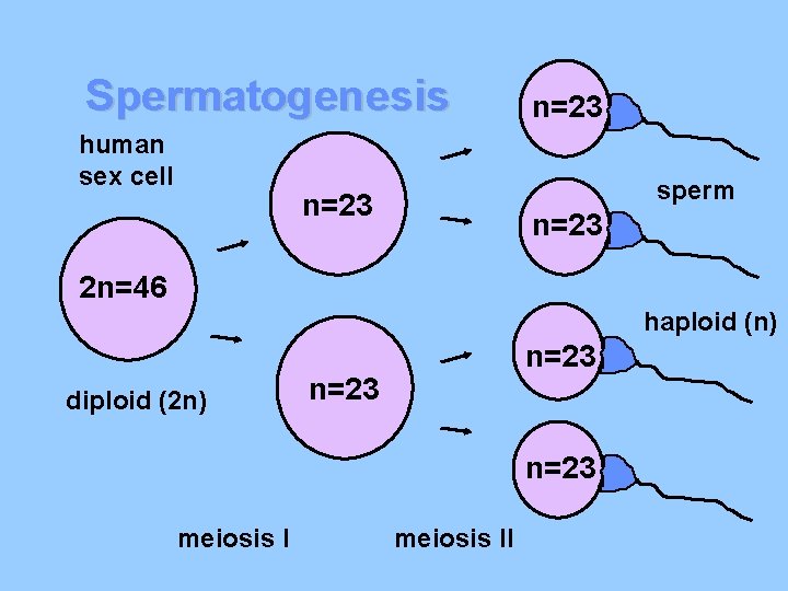 Spermatogenesis human sex cell n=23 sperm n=23 2 n=46 haploid (n) diploid (2 n)