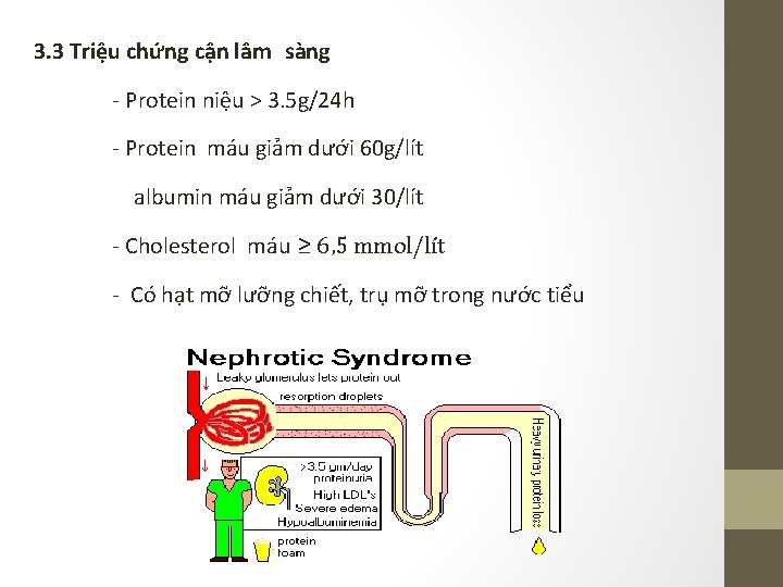 3. 3 Triệu chứng cận lâm sàng - Protein niệu > 3. 5 g/24