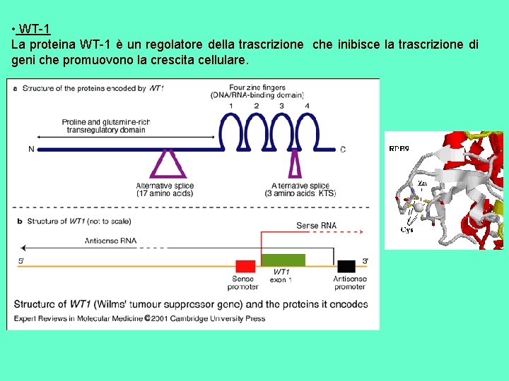  • WT-1 La proteina WT-1 è un regolatore della trascrizione che inibisce la