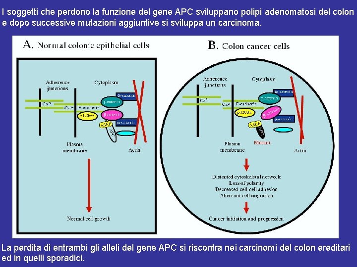 I soggetti che perdono la funzione del gene APC sviluppano polipi adenomatosi del colon