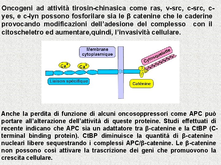 Oncogeni ad attività tirosin-chinasica come ras, v-src, cyes, e c-lyn possono fosforilare sia le