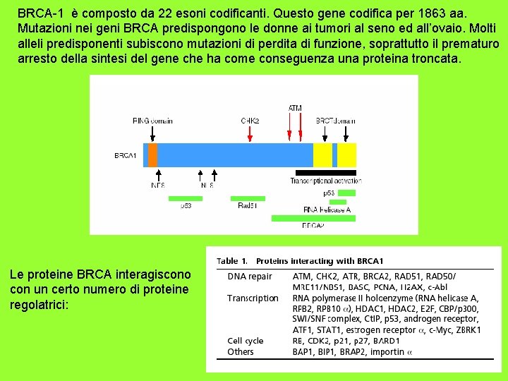 BRCA-1 è composto da 22 esoni codificanti. Questo gene codifica per 1863 aa. Mutazioni