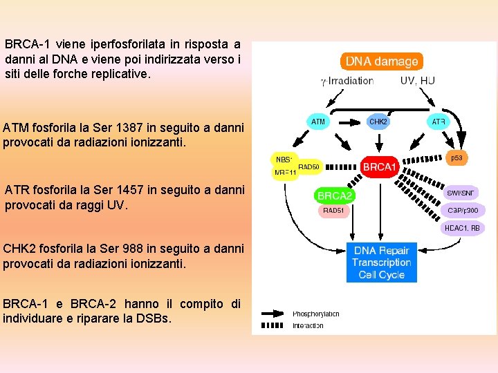 BRCA-1 viene iperfosforilata in risposta a danni al DNA e viene poi indirizzata verso