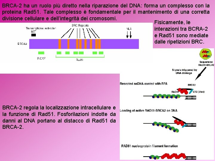 BRCA-2 ha un ruolo più diretto nella riparazione del DNA: forma un complesso con