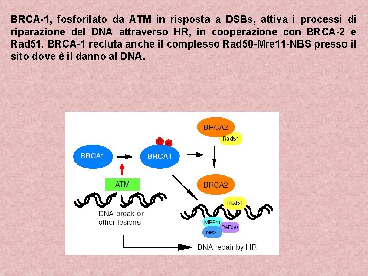 BRCA-1, fosforilato da ATM in risposta a DSBs, attiva i processi di riparazione del