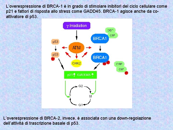 L’overespressione di BRCA-1 è in grado di stimolare inibitori del ciclo cellulare come p