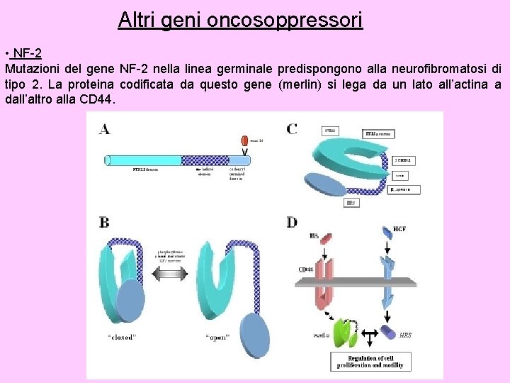 Altri geni oncosoppressori • NF-2 Mutazioni del gene NF-2 nella linea germinale predispongono alla