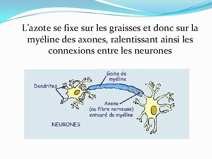 L’azote se fixe sur les graisses et donc sur la myéline des axones, ralentissant