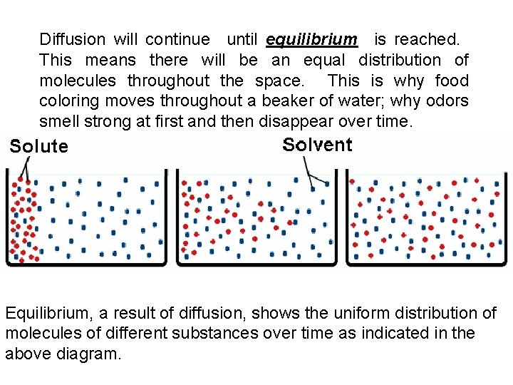 Diffusion will continue until equilibrium is reached. This means there will be an equal Diffusion will continue until equilibrium is reached. This means there will be an equal